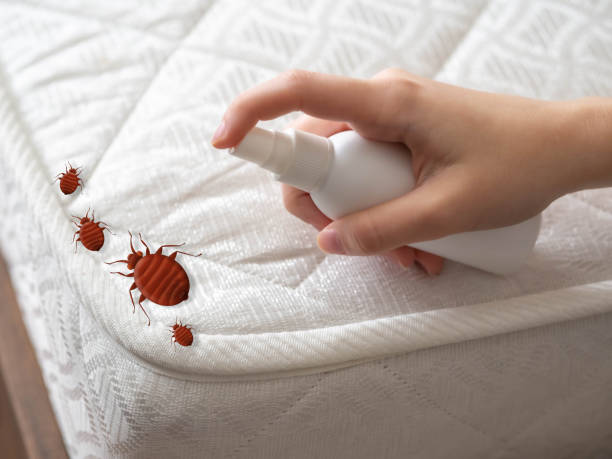 Best Pest Prevention Services  in Vidor, TX